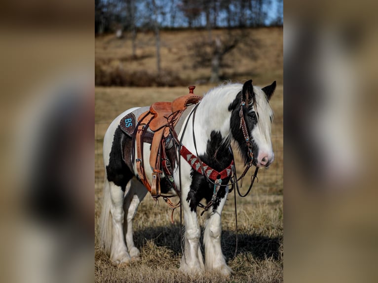 Cob Irlandese / Tinker / Gypsy Vanner Castrone 6 Anni 142 cm Tobiano-tutti i colori in Santa Fe TN