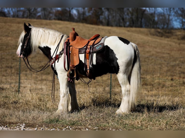 Cob Irlandese / Tinker / Gypsy Vanner Castrone 6 Anni 142 cm Tobiano-tutti i colori in Santa Fe TN