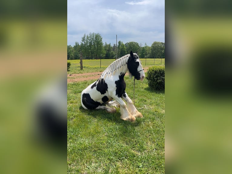 Cob Irlandese / Tinker / Gypsy Vanner Castrone 6 Anni 142 cm Tobiano-tutti i colori in Santa Fe TN