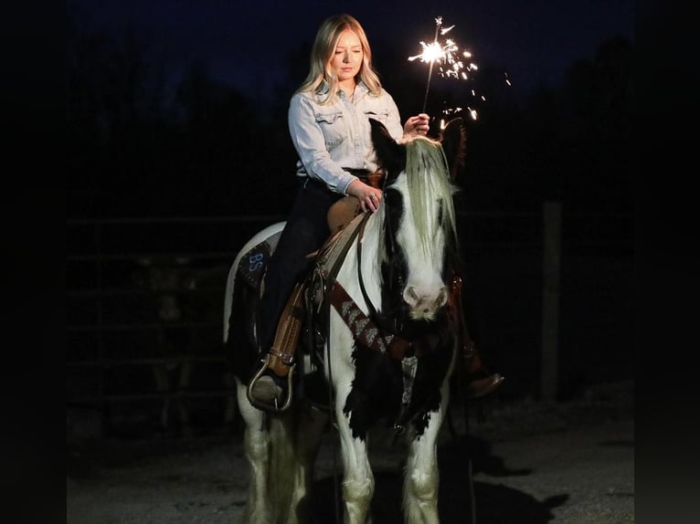 Cob Irlandese / Tinker / Gypsy Vanner Castrone 6 Anni 142 cm Tobiano-tutti i colori in Santa Fe TN