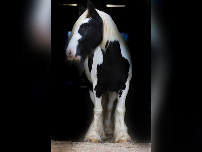 Cob Irlandese / Tinker / Gypsy Vanner Castrone 6 Anni 142 cm Tobiano-tutti i colori in Santa Fe TN