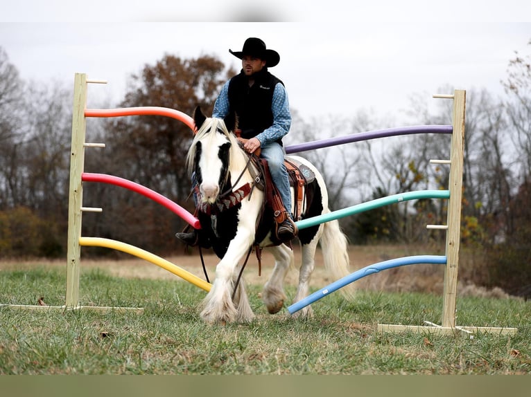 Cob Irlandese / Tinker / Gypsy Vanner Castrone 6 Anni 142 cm Tobiano-tutti i colori in Santa Fe TN