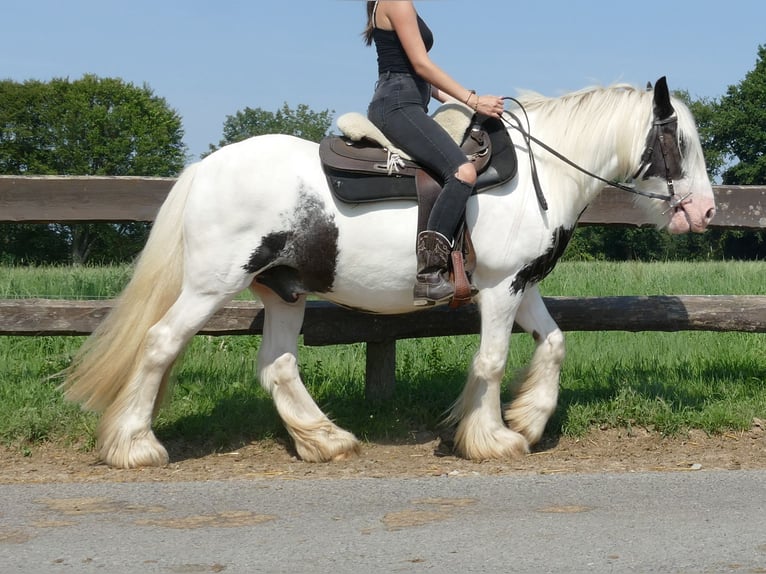 Cob Irlandese / Tinker / Gypsy Vanner Castrone 6 Anni 143 cm Pezzato in Lathen