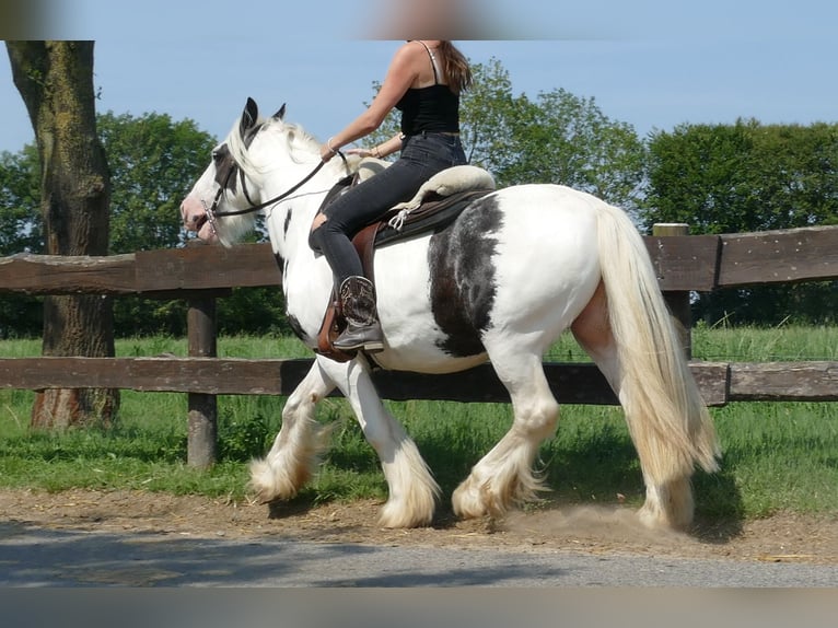 Cob Irlandese / Tinker / Gypsy Vanner Castrone 6 Anni 143 cm Pezzato in Lathen