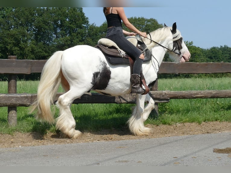 Cob Irlandese / Tinker / Gypsy Vanner Castrone 6 Anni 143 cm Pezzato in Lathen