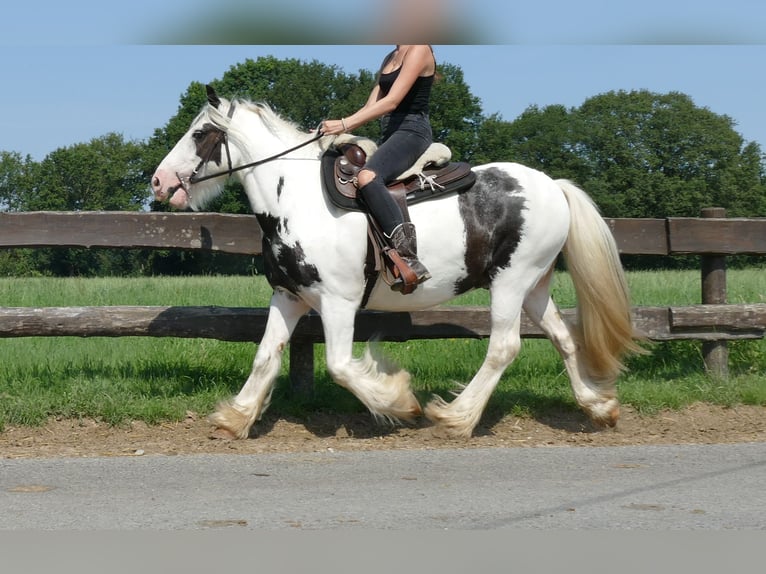 Cob Irlandese / Tinker / Gypsy Vanner Castrone 6 Anni 143 cm Pezzato in Lathen