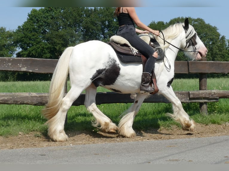 Cob Irlandese / Tinker / Gypsy Vanner Castrone 6 Anni 143 cm Pezzato in Lathen