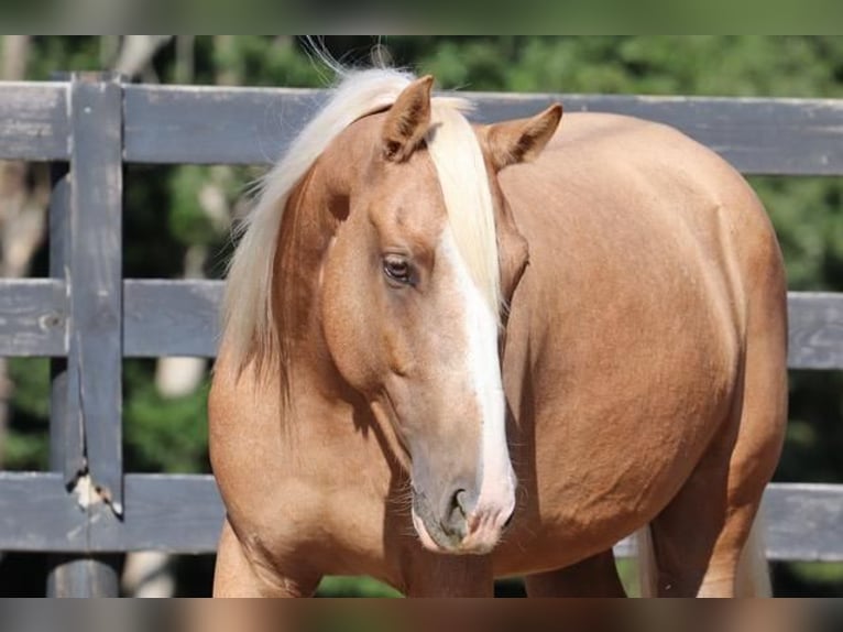 Cob Irlandese / Tinker / Gypsy Vanner Mix Castrone 6 Anni 145 cm Palomino in Clover, SC