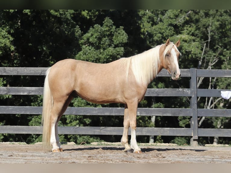 Cob Irlandese / Tinker / Gypsy Vanner Mix Castrone 6 Anni 145 cm Palomino in Clover, SC