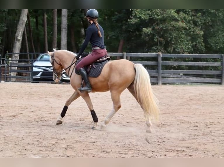 Cob Irlandese / Tinker / Gypsy Vanner Mix Castrone 6 Anni 145 cm Palomino in Clover, SC