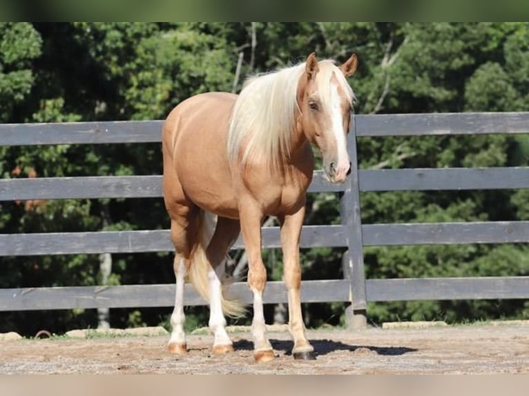 Cob Irlandese / Tinker / Gypsy Vanner Mix Castrone 6 Anni 145 cm Palomino in Clover, SC