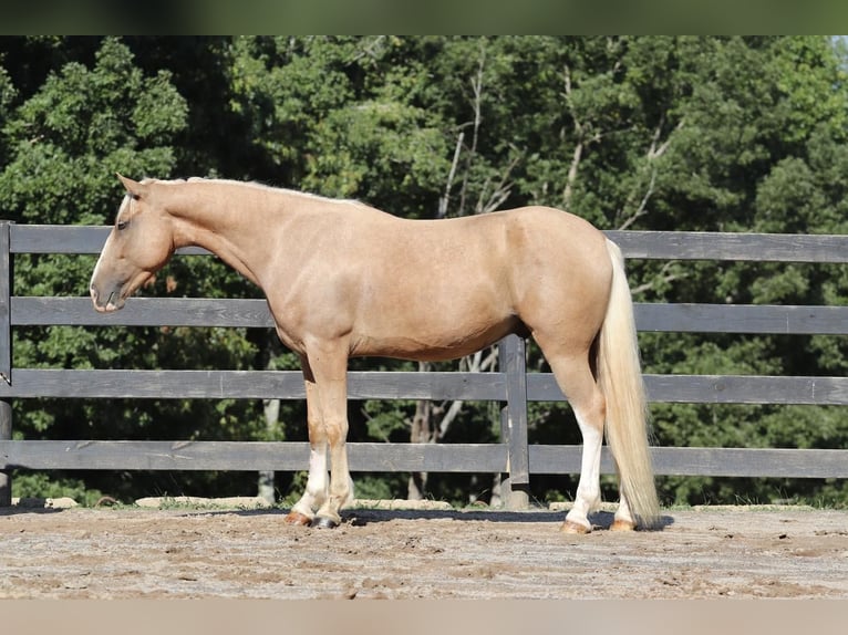 Cob Irlandese / Tinker / Gypsy Vanner Mix Castrone 6 Anni 145 cm Palomino in Clover, SC