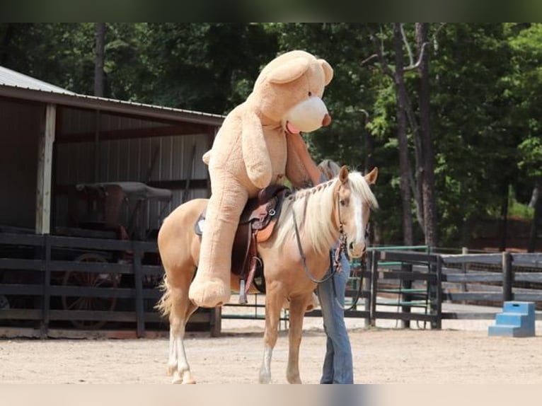 Cob Irlandese / Tinker / Gypsy Vanner Mix Castrone 6 Anni 145 cm Palomino in Clover, SC