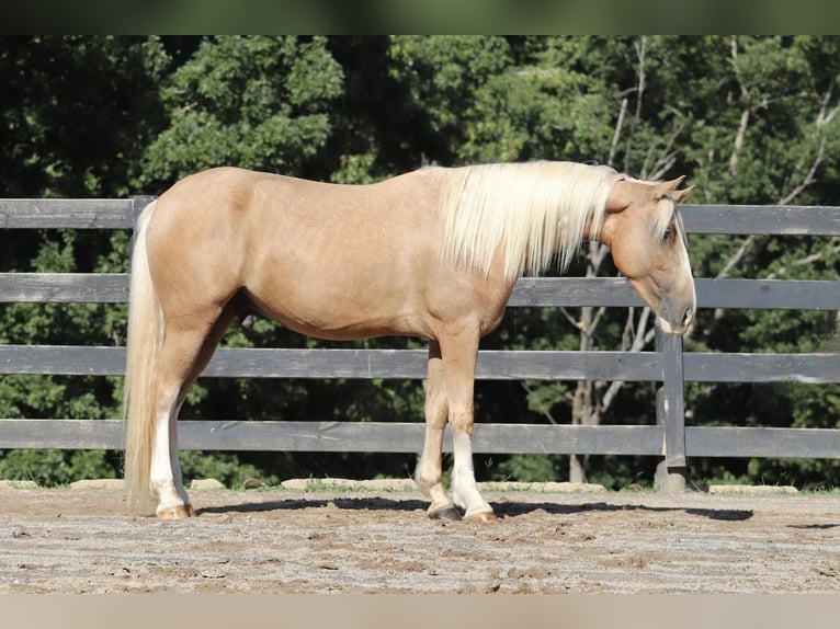 Cob Irlandese / Tinker / Gypsy Vanner Mix Castrone 6 Anni 145 cm Palomino in Clover, SC