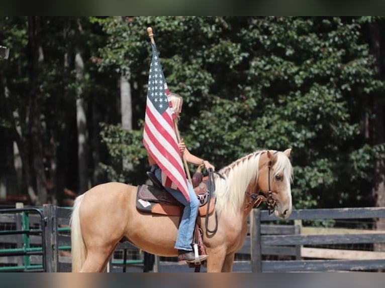 Cob Irlandese / Tinker / Gypsy Vanner Mix Castrone 6 Anni 145 cm Palomino in Clover, SC