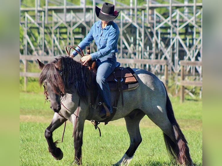 Cob Irlandese / Tinker / Gypsy Vanner Castrone 6 Anni 145 cm Roano blu in Mims FL