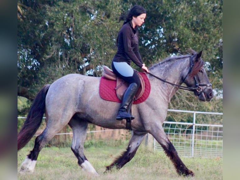 Cob Irlandese / Tinker / Gypsy Vanner Castrone 6 Anni 145 cm Roano blu in Mims FL