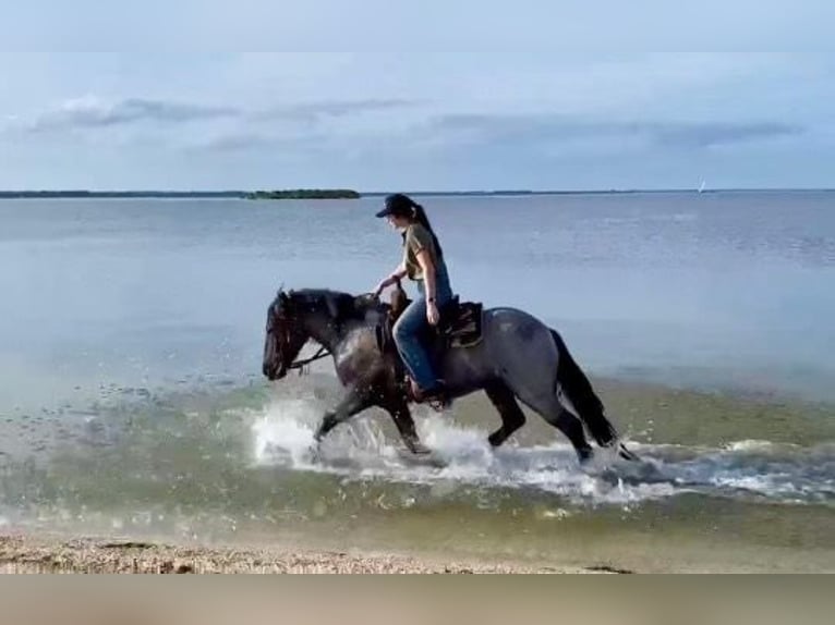 Cob Irlandese / Tinker / Gypsy Vanner Castrone 6 Anni 145 cm Roano blu in Mims FL