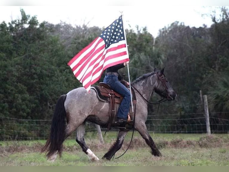 Cob Irlandese / Tinker / Gypsy Vanner Castrone 6 Anni 145 cm Roano blu in Mims FL