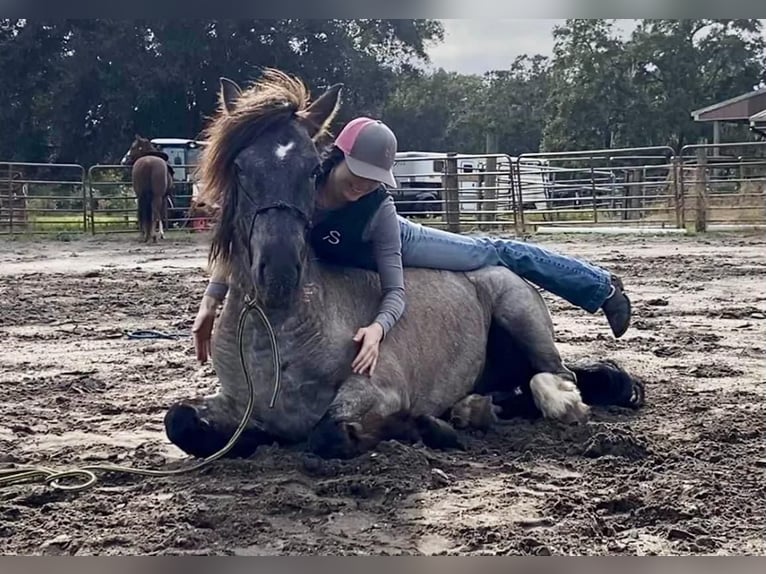 Cob Irlandese / Tinker / Gypsy Vanner Castrone 6 Anni 145 cm Roano blu in Mims FL