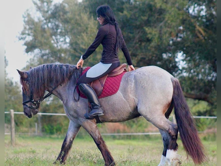 Cob Irlandese / Tinker / Gypsy Vanner Castrone 6 Anni 145 cm Roano blu in Mims FL