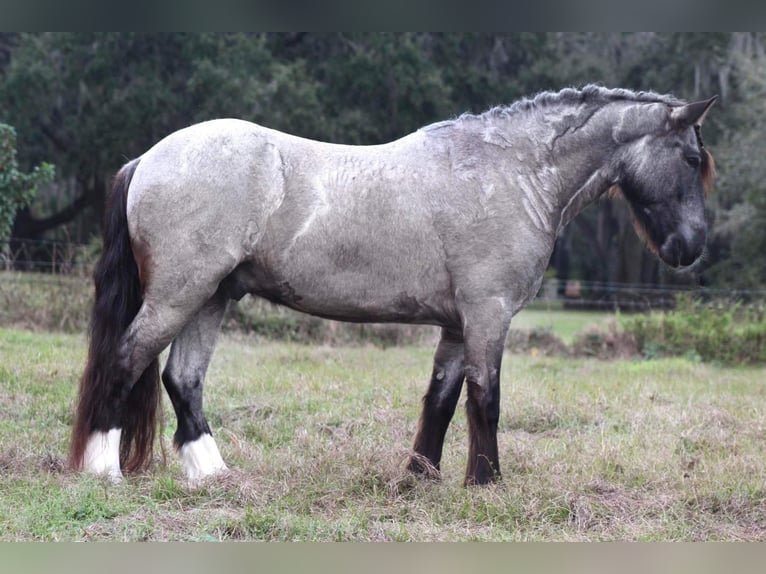 Cob Irlandese / Tinker / Gypsy Vanner Castrone 6 Anni 145 cm Roano blu in Mims FL