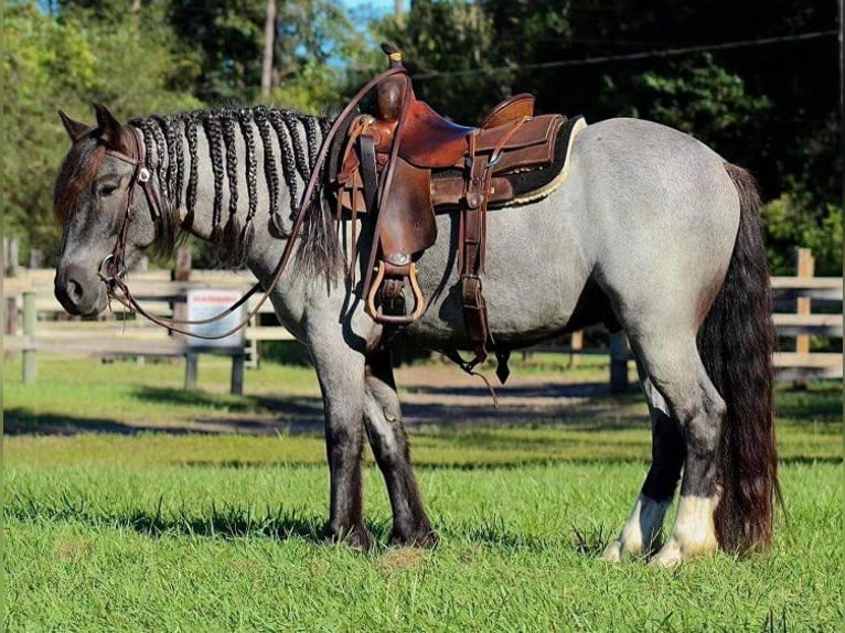 Cob Irlandese / Tinker / Gypsy Vanner Castrone 6 Anni 145 cm Roano blu in Mims FL