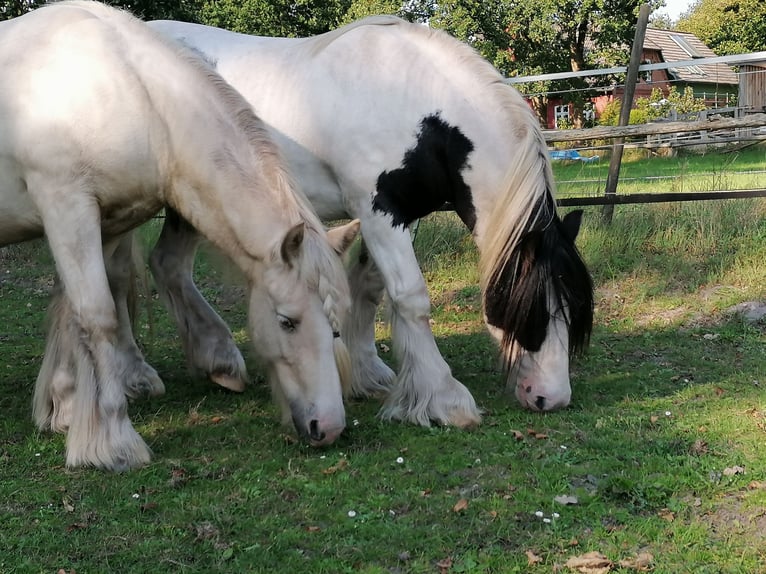 Cob Irlandese / Tinker / Gypsy Vanner Castrone 6 Anni 147 cm Palomino in Otter