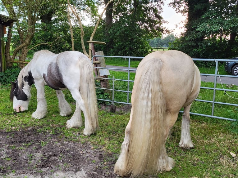 Cob Irlandese / Tinker / Gypsy Vanner Castrone 6 Anni 147 cm Palomino in Otter