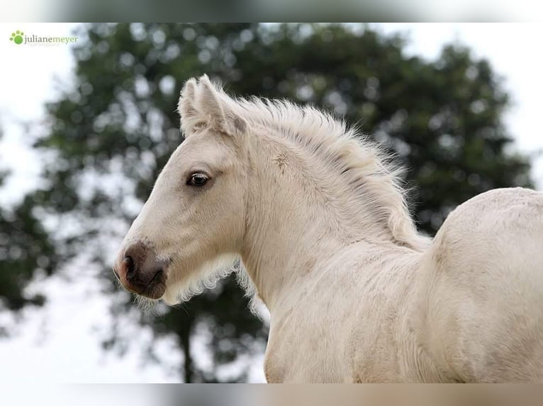 Cob Irlandese / Tinker / Gypsy Vanner Castrone 6 Anni 147 cm Palomino in Otter