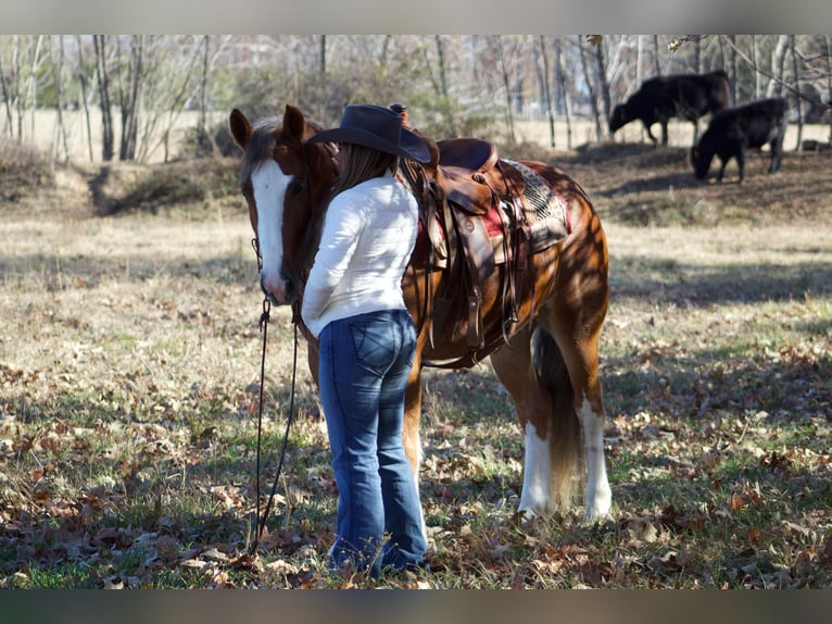 Cob Irlandese / Tinker / Gypsy Vanner Castrone 6 Anni 150 cm Sauro scuro in Amory, MS