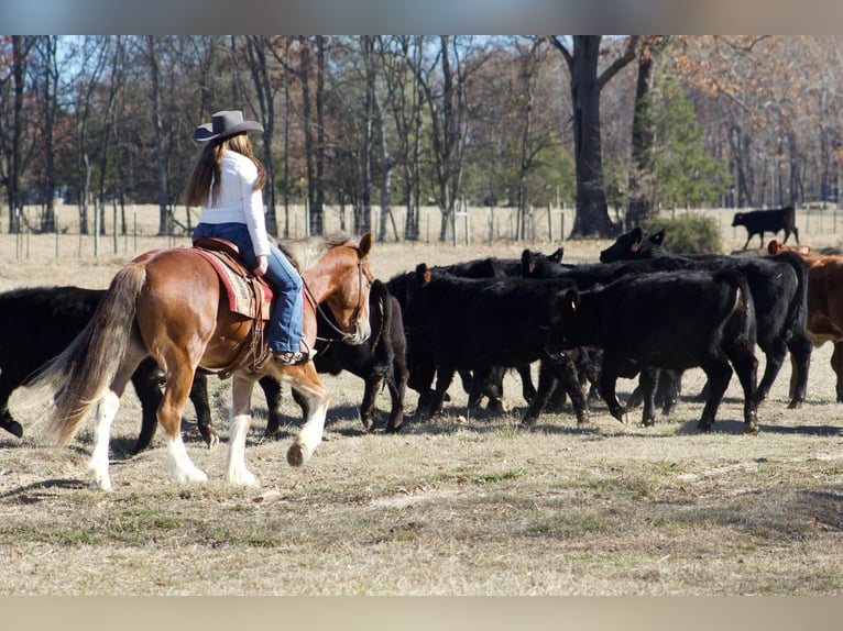 Cob Irlandese / Tinker / Gypsy Vanner Castrone 6 Anni 150 cm Sauro scuro in Amory, MS