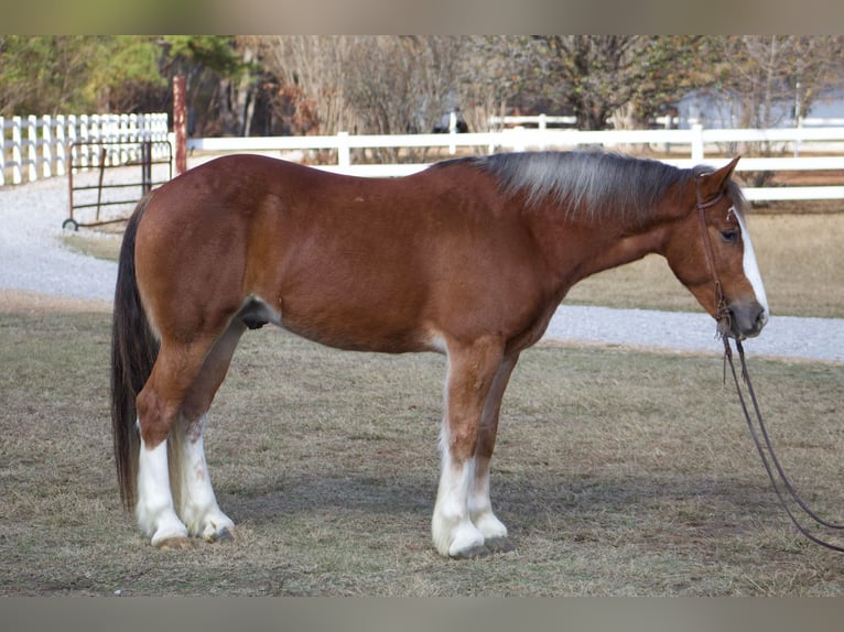 Cob Irlandese / Tinker / Gypsy Vanner Castrone 6 Anni 150 cm Sauro scuro in Amory, MS