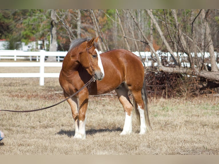 Cob Irlandese / Tinker / Gypsy Vanner Castrone 6 Anni 150 cm Sauro scuro in Amory, MS