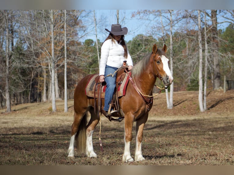 Cob Irlandese / Tinker / Gypsy Vanner Castrone 6 Anni 150 cm Sauro scuro in Amory, MS