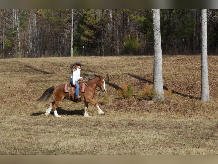 Cob Irlandese / Tinker / Gypsy Vanner Castrone 6 Anni 150 cm Sauro scuro in Amory, MS