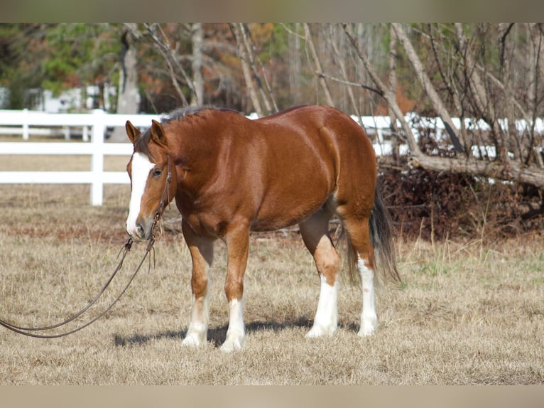 Cob Irlandese / Tinker / Gypsy Vanner Castrone 6 Anni 150 cm Sauro scuro in Amory, MS