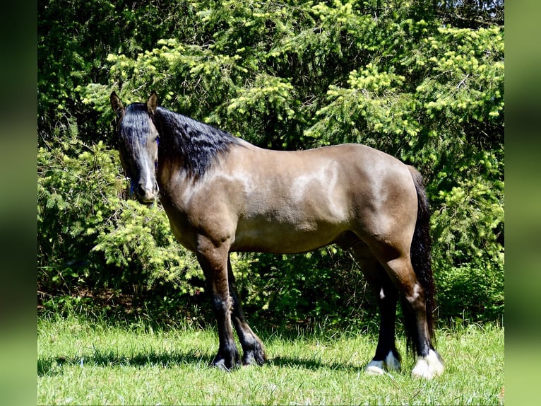 Cob Irlandese / Tinker / Gypsy Vanner Castrone 6 Anni 152 cm Grullo in Roy WA