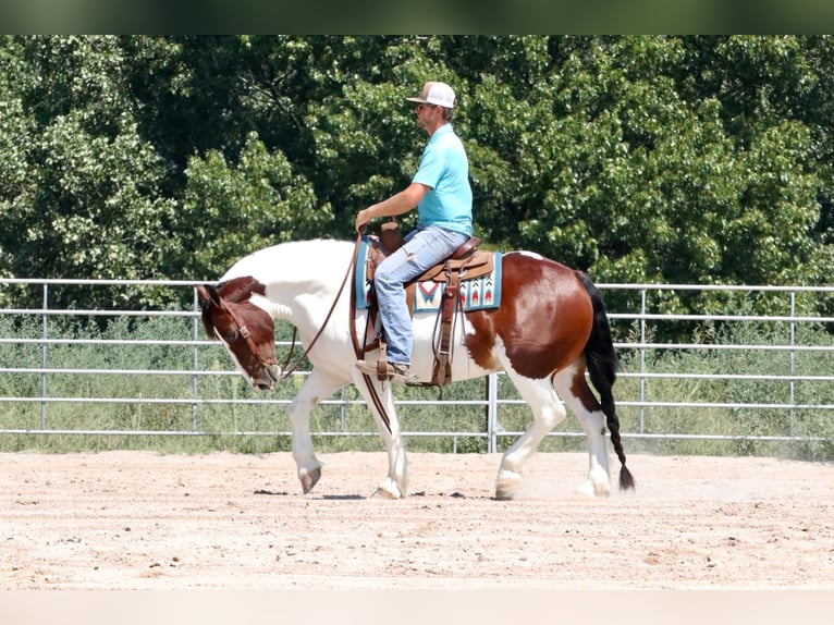 Cob Irlandese / Tinker / Gypsy Vanner Mix Castrone 6 Anni 152 cm Pezzato in Mount Vernon, MO