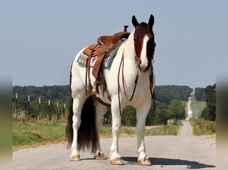 Cob Irlandese / Tinker / Gypsy Vanner Mix Castrone 6 Anni 152 cm Pezzato in Mount Vernon, MO