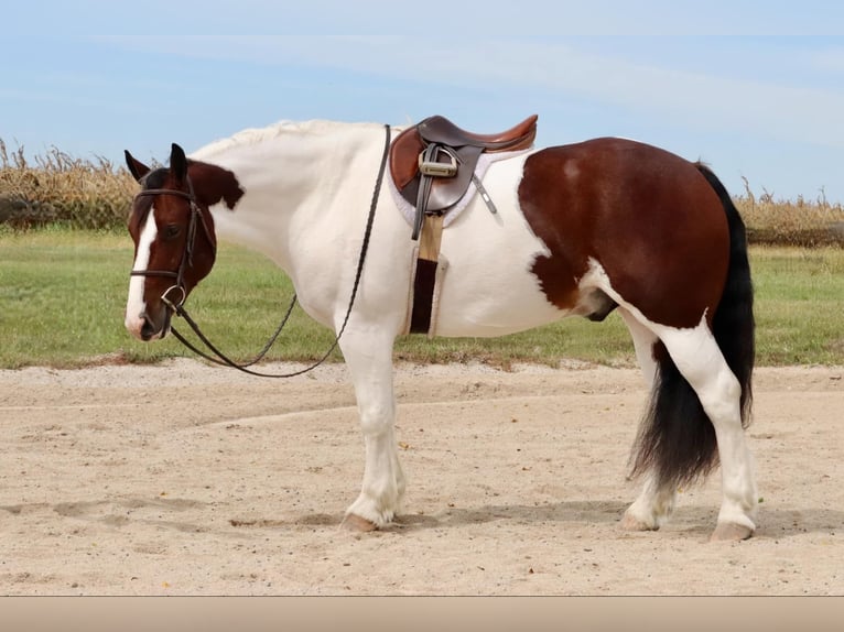 Cob Irlandese / Tinker / Gypsy Vanner Mix Castrone 6 Anni 152 cm Pezzato in Mount Vernon, MO