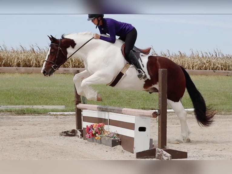 Cob Irlandese / Tinker / Gypsy Vanner Mix Castrone 6 Anni 152 cm Pezzato in Mount Vernon, MO