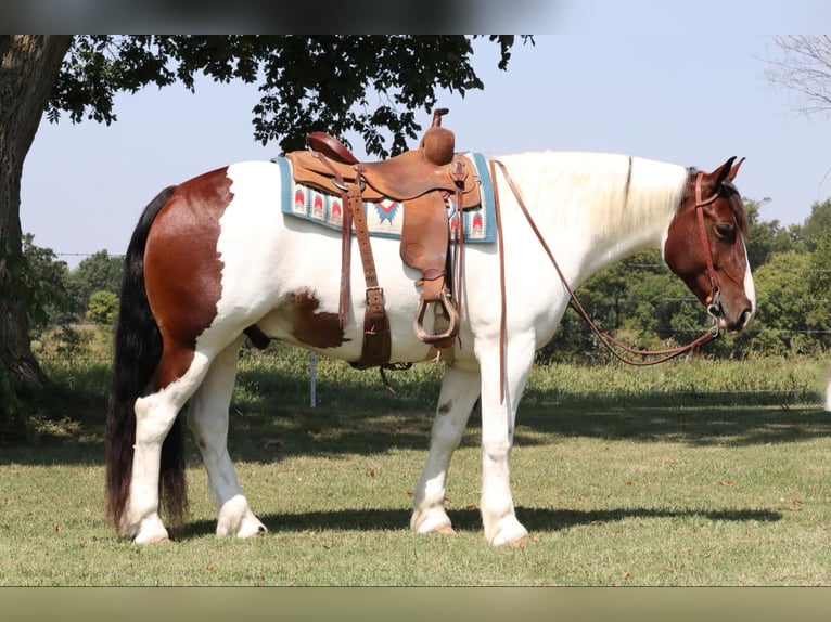 Cob Irlandese / Tinker / Gypsy Vanner Mix Castrone 6 Anni 152 cm Pezzato in Mount Vernon, MO