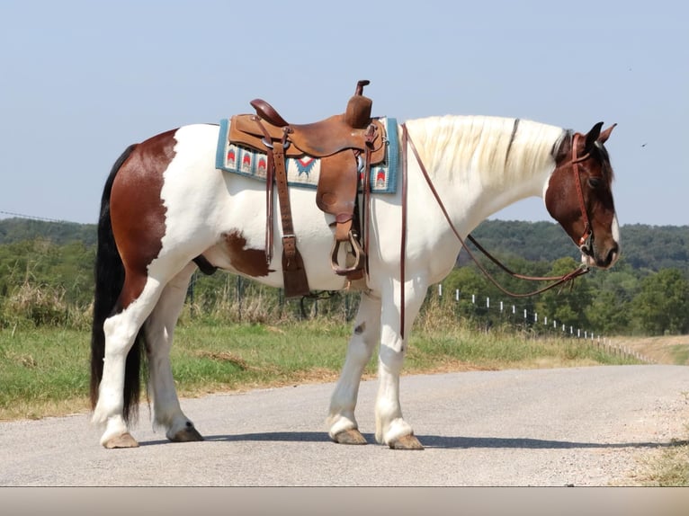 Cob Irlandese / Tinker / Gypsy Vanner Mix Castrone 6 Anni 152 cm Pezzato in Mount Vernon, MO