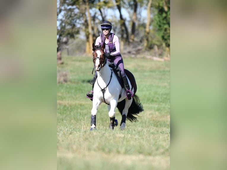 Cob Irlandese / Tinker / Gypsy Vanner Mix Castrone 6 Anni 152 cm Pezzato in Mount Vernon, MO