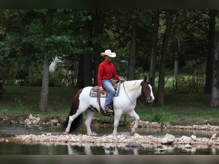 Cob Irlandese / Tinker / Gypsy Vanner Mix Castrone 6 Anni 152 cm Pezzato in Mount Vernon, MO