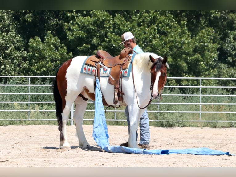 Cob Irlandese / Tinker / Gypsy Vanner Mix Castrone 6 Anni 152 cm Pezzato in Mount Vernon, MO