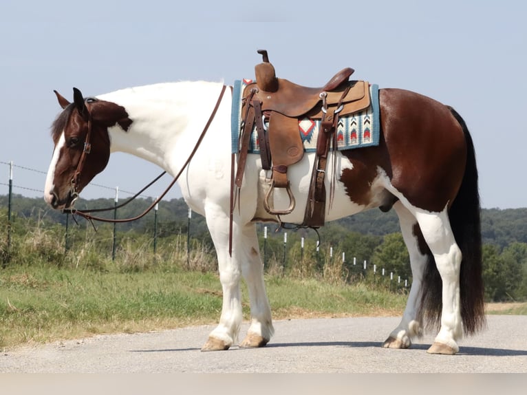 Cob Irlandese / Tinker / Gypsy Vanner Mix Castrone 6 Anni 152 cm Pezzato in Mount Vernon, MO