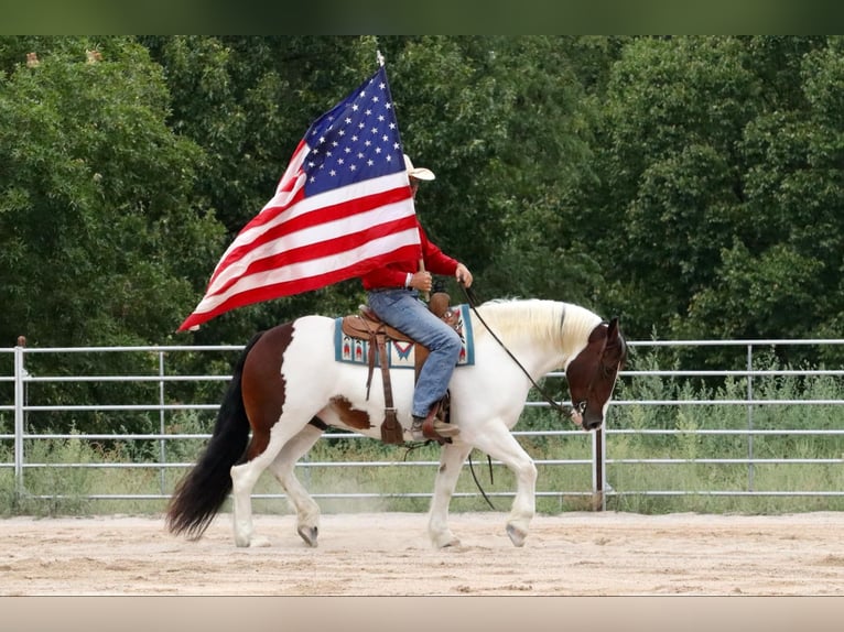 Cob Irlandese / Tinker / Gypsy Vanner Mix Castrone 6 Anni 152 cm Pezzato in Mount Vernon, MO