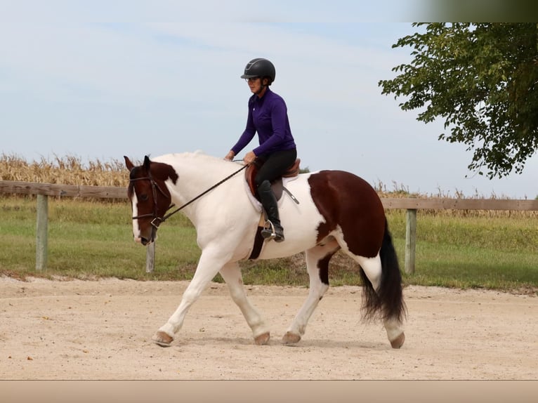 Cob Irlandese / Tinker / Gypsy Vanner Mix Castrone 6 Anni 152 cm Pezzato in Mount Vernon, MO